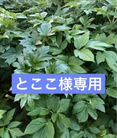 とここ様専用② — image 1