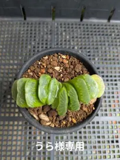 うら様　ハオルチア　3点おまとめ — image 1
