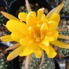 花サボテン【ロビビア】 — image 1