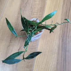 Hoya mirabilis — image 1