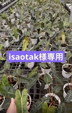 【isaotak様専用】 — image 1