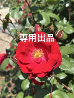 専用出品 — image 1