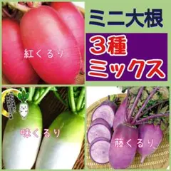 遅咲き【100粒】コスモス２種各50粒◇キャンパスオレンジ＆イエロー — image 1