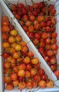 【特価品】山形県産 さくらんぼ 佐藤錦&紅秀峰 MS丸秀 1kg — image 1
