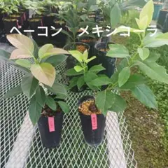 アボカド苗木 ベーコン メキシコーラ 2本セット — image 1