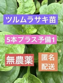 ツルムラサキ苗　5本プラス予備1本　無農薬　匿名配送 — image 1