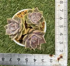 エケベリア 。ミセスアツコカット苗3個 — image 1