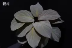 Homalomena “月輪XJK”【LA-hyb.23-27】 — image 1