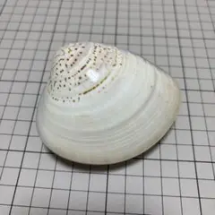 貝香合　松の絵柄の金色香合 — image 1