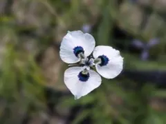 Moraea aristata モラエア 球根 7球 ➀ — image 1