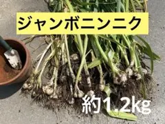 新鮮　ジャンボニンニク　約1.2kg — image 1