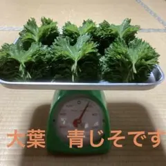 大葉　青じその葉　訳あり混じりです　150g ⑤ — image 1