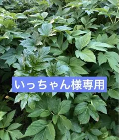 いっちゃん様専用　明日葉 — image 1