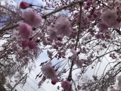 akiko様 専用ページ — image 1