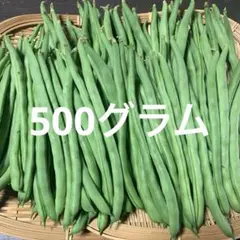 7/1 新鮮朝採り野菜　インゲン1 — image 1