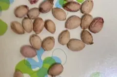 ユスラウメ種　30粒　在庫最後です。 — image 1