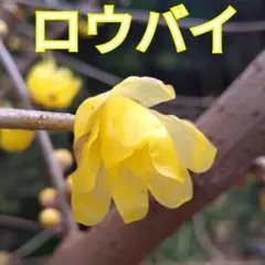 yoko様 リクエスト 2点 まとめ商品 — image 1
