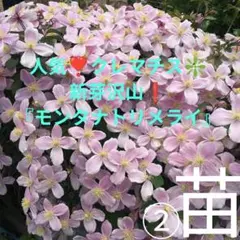 人気❣️クレマチス❇️新芽沢山❗️『モンタナトリメライ』挿木発根済み　苗ポット② — image 1