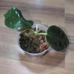 Hoya gigas（7月3日発送予定） — image 1