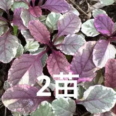 アジュガバーガンディグローブ苗　✺⋆* — image 1