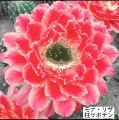 さらじーん様 リクエスト 2点 まとめ商品 — image 1