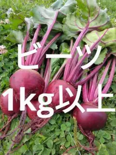 ビーツ(デトロイトダークレッド)　1kg以上 — image 1