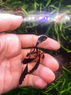 ブセファランド ラ sp.ブラウニーゴーストカリマンタン　水中葉 — image 1