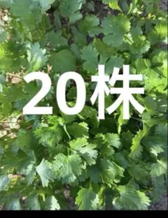 新鮮なパクチー 香味野菜 抜き苗　20株 — image 1