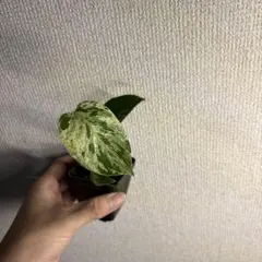 モンステラ デリシオーサ バルバソー — image 1