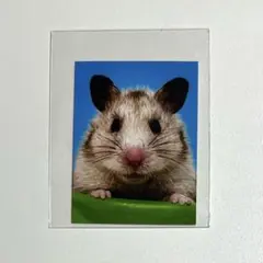 小動物の証明写真 ハムスター — image 1