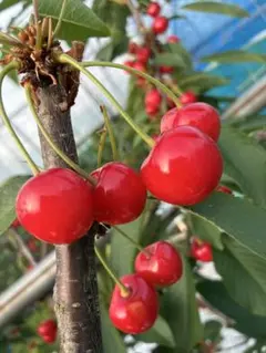 高級サクランボ 『紅秀峰』収穫したて　L、LLミックス　1kg バラ — image 1