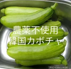 韓国カボチャ　애호박　カボッキー　エホバク　農薬不使用　無農薬栽培 — image 1
