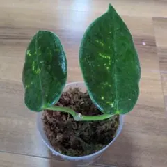 Hoya gigas — image 1