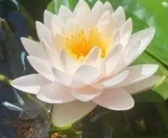 ラッタナウボン　ホテイアオイサービス — image 1