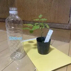 きらきら様専用 — image 1
