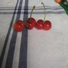 紅秀峰 訳あり 1キロ さくらんぼ サクランボ — image 1