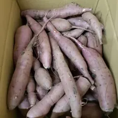 y様専用 サツマイモ — image 1