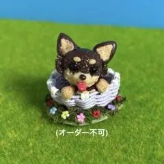 チワワ チョコタン 初登場 — image 1