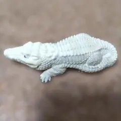 てのりフレンズ　12 クロコダイル　白変種 — image 1