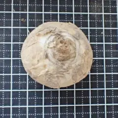 球根　アルブカコンコルディアナ　特大　開花サイズ — image 1