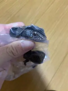 アオジタトカゲとニシアフリカトカゲモドキ メラニスティック — image 1