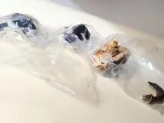 カイカイ猫ハチワレ×2長毛×1の3点セット — image 1