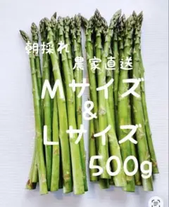 朝採れ　農家直送　アスパラ　アスパラガス　500g — image 1