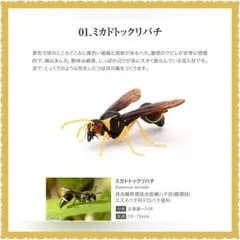 いきもの大図鑑 トックリバチ ミカドトックリバチ 新品 巣カプセルも発送します — image 1
