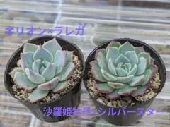 ふーさん様 リクエスト 2点 まとめ商品 — image 1