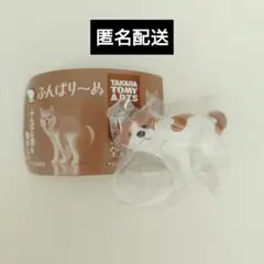ふんばり〜ぬ　ジャックラッセルテリア — image 1