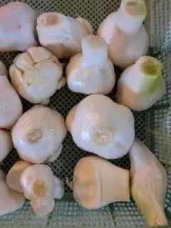 生ニンニク（mサイズブロック）　農薬不使用　約1.1kg — image 1