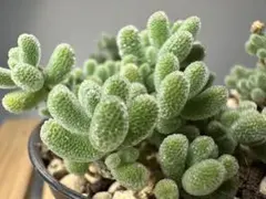 新入荷　ドロサンテマム　アイスクリスタル　メセン　多肉植物　1苗　鉢5.3cm — image 1