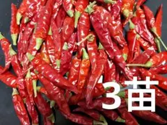 鷹の爪、唐辛子の苗　３苗 — image 1