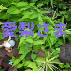 レプシィムのロング　ワンピースコート — image 1